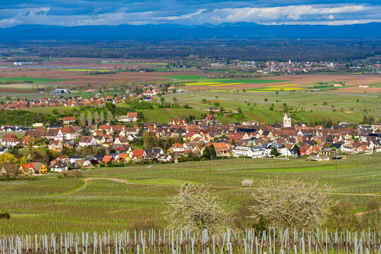 Mittelwihr : quand le vignoble alsacien s'éveille sous les pétales d'un cerisier en fleurs, CeA, Alsace, Grand Est, France