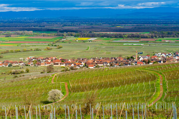 Bennwihr : quand le printemps éclôt parmi les vignes d'Alsace, CeA, Alsace, Grand Est, France