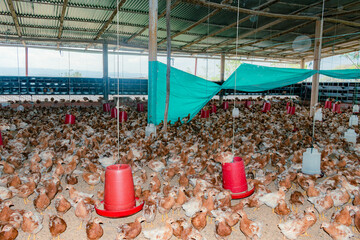 LAYING CHICKS IN A GROWING POOL ON A PEASANT FARM
