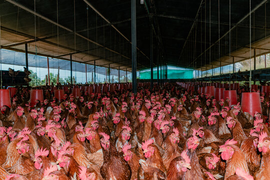 SHED WITH RED LAYING HENS