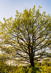 L'éclosion des feuilles : un magnifique chêne pubescent dans son environnement naturel, Mont de...