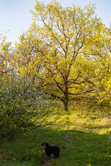 Chêne pubescent en plein renouveau : prairie sèche du Mont de Sigolsheim, Alsace, Grand Est, France