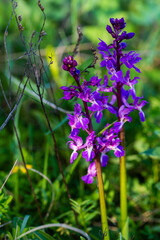 Splendeur printanière : l'orchidée sauvage Orchis mascula dans les collines sous-vosgiennes, Alsace, Grand Est, France