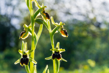 Splendeur florale : l'orchidée sauvage Ophrys petite araignée à Kaysersberg vignoble, Alsace,...
