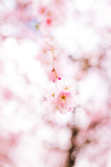 Kirschblüte, Blütezeit, Pollenflug