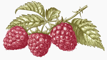 Vintage Vector Engraving Raspberry Fruit flat vector i