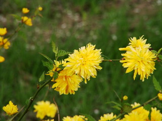 Żółte kwiaty - mniszek lekarski, mlecz