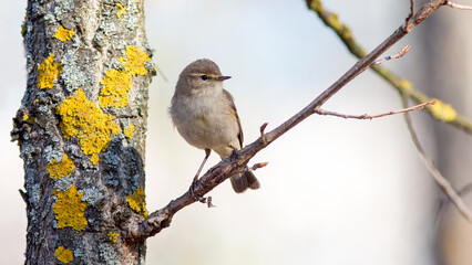 sparrow on a branch