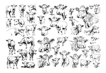 Obraz premium Cow pencil sketch vector collection. Mammal farmer hoofed agricultural herbivore cattle different angles animal illustrations isolated on white background