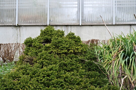 Picea abies Procumbens is a small coniferous shrub. The needles are evergreen, dense and fresh green. A conically shaped specimen growing in a garden with some copy space.