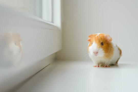 white with red spots guinea pig sitting on a white background