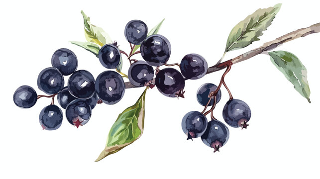 Watercolor drawing image of black berries. Latin name