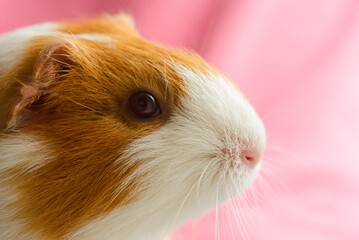 white and red-spotted guinea pig on pink background, close up portrait