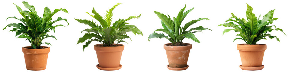 Collection of birds nest fern plant on terracotta pot cutout png isolated on white or transparent background
