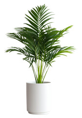 PNG Plam plant in white pot leaf vase houseplant - obrazy, fototapety, plakaty