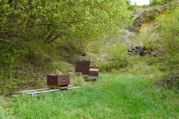 Bienenstock in der wunderschönen Natur bei Golmbach im Vogler in Niedersachsen