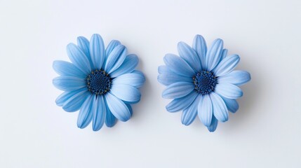 Two blue daisy flower heads alone on a white backdrop Overhead view with a flat layout Floral...