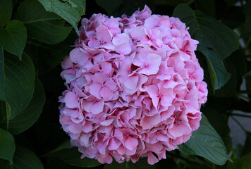 Close-up photo of a large bright pink hydrangea (hortensia) in full bloom