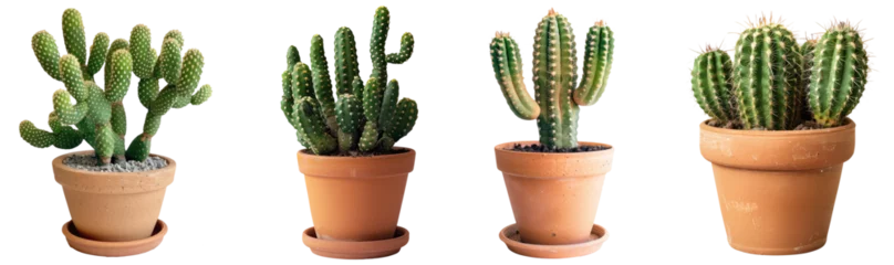 Collection of ric rac mini cactus plant on terracotta pot cutout png isolated on white or transparent background 