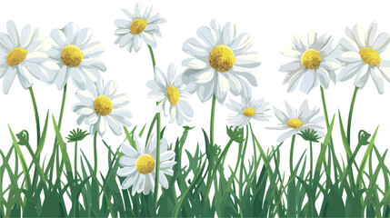 White chamomiles blooming in a garden flat vector isolated