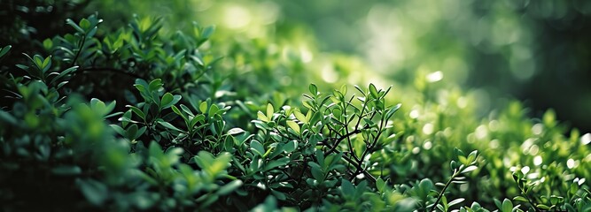 Lush Green Foliage Background