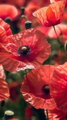 Free photo poppy flowers in nature, In remember of military veteran and Happy memorial day Celebration
