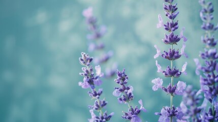 Obraz premium Close Up of Lavender Flowers
