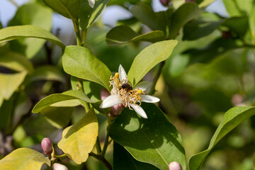 Bee collect nectar with orange tree flowers close-up, on a spring, sunny day