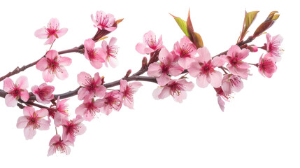 sakura tree branch flower cutout png isolated on white or transparent background
