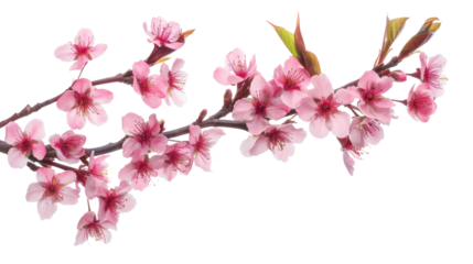sakura tree branch flower cutout png isolated on white or transparent background
