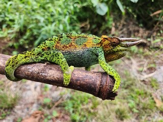 A colorful chameleon perched on a branch, displaying vibrant green, yellow, and orange scales, with its tail curled in Uganda