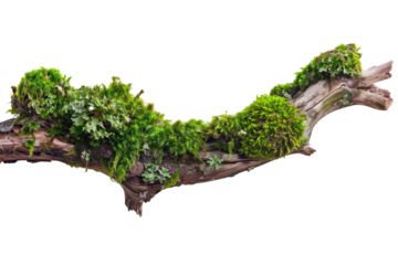 Green moss on rotten branch cutout png isolated on white or transparent background