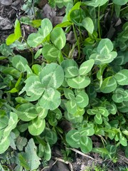 
green clover leaves