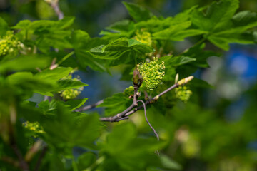 Green flowers of a maple tree.