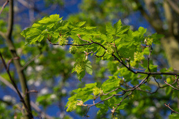 Fototapeta na wymiar Green flowers of a maple tree.