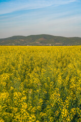 Fototapeta premium Rapeseed field. Yellow rape flowers, field landscape. Blue sky and rape on the field 