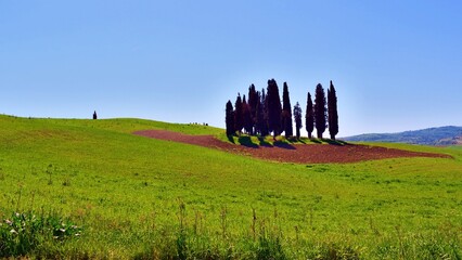 landscape of the famous cypress trees of San Quirico d'Orcia which make up the rhomboidal grove on the hills of the Val d'Orcia in Siena, Tuscany, Italy