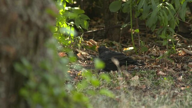 Amsel sucht Futter