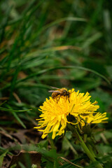 bee on a yellow flower