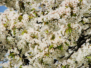 Kwiaty drzew owocowych