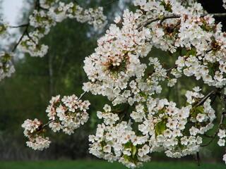 Kwiaty drzew owocowych © tomo81