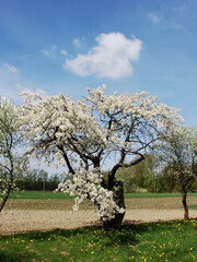 Kwiaty drzew owocowych © tomo81