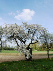 Kwiaty drzew owocowych © tomo81