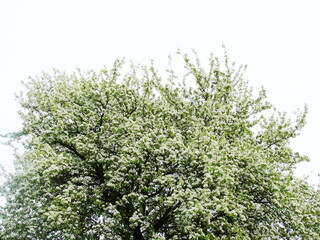 Kwiaty drzew owocowych © tomo81