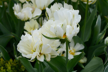 Tulip Exotic Emperor flowers
