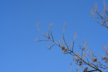 Empress tree branch with buds