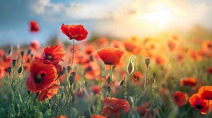 poppy flowers in summer, In remember of military veteran and Happy memorial day Celebration
