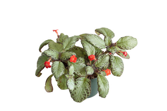   Episcia Chocolate Soldier cultivar,  Gesneriad family,   isolated on transparent background