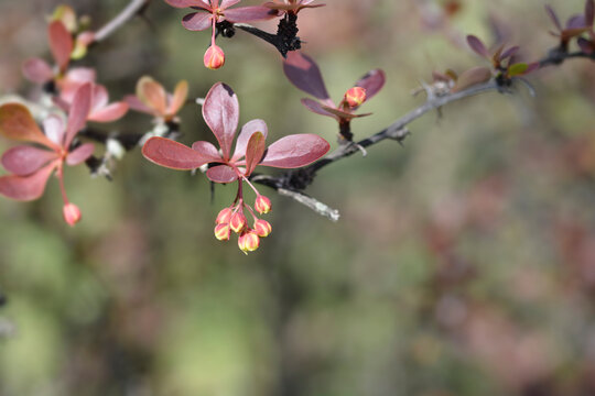 Purple Japanese barberry branch with flowers