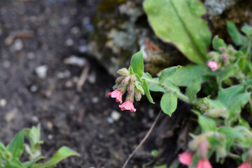 Red lungwort flowers